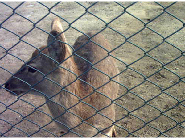 濰坊養(yǎng)殖圍欄網(wǎng)圖片2 濰坊養(yǎng)殖圍欄網(wǎng)圖片2