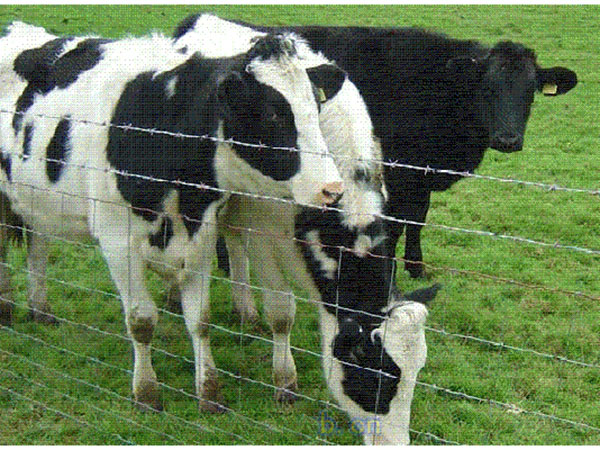 濰坊養(yǎng)殖圍欄網(wǎng)圖片3 濰坊養(yǎng)殖圍欄網(wǎng)圖片3