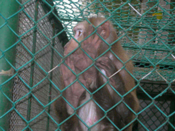 濰坊動(dòng)物園防護(hù)柵欄圖片1 濰坊動(dòng)物園防護(hù)柵欄圖片1